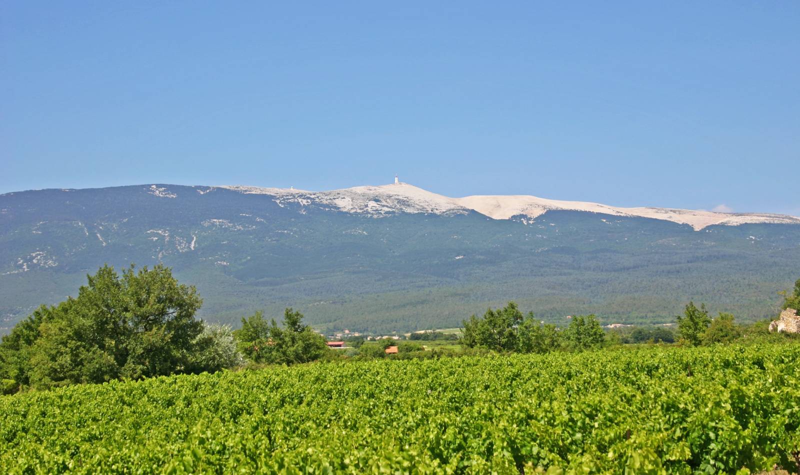 MONT VENTOUX in Provence with vineyards by ROSIER Real Estate