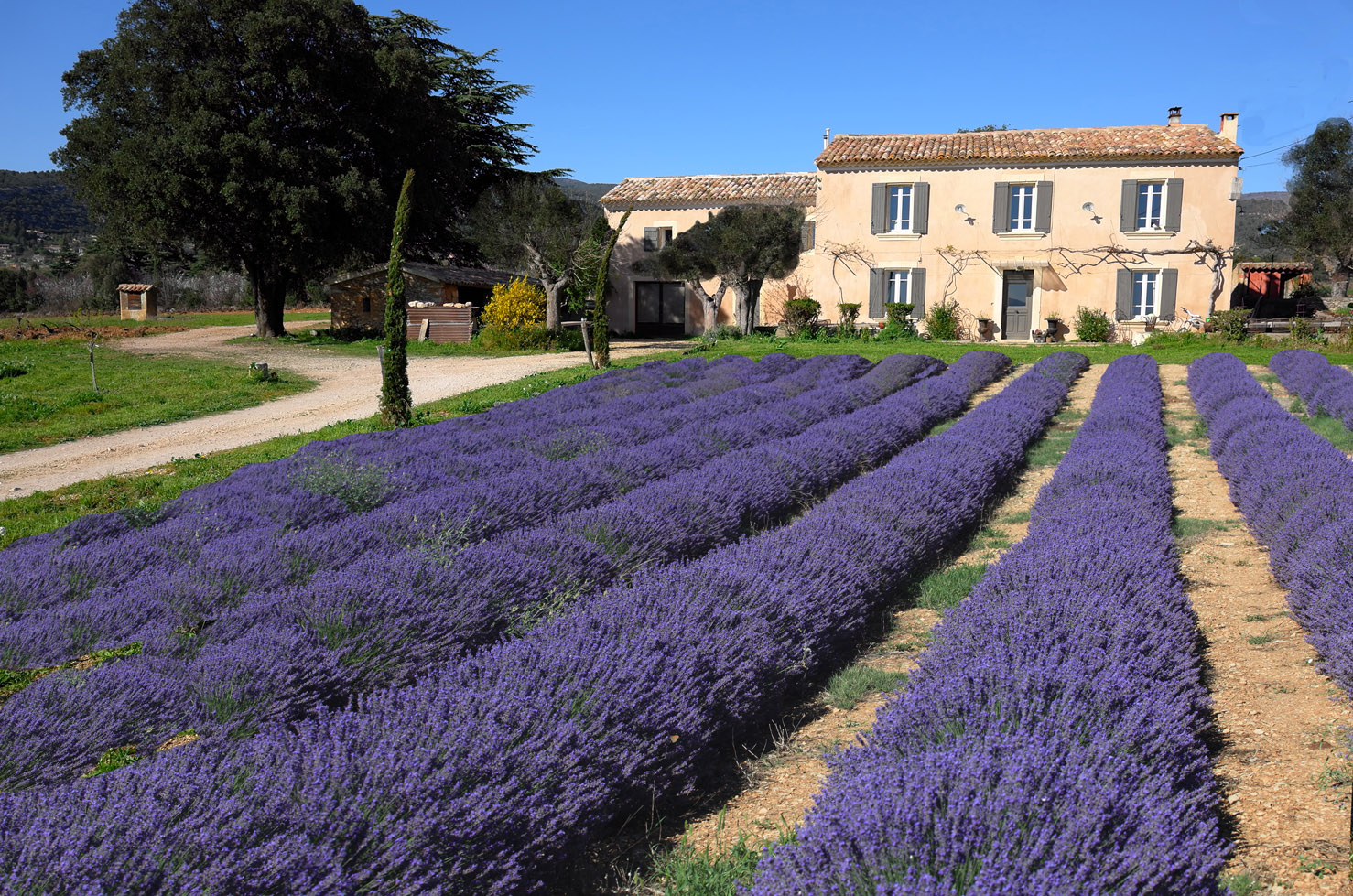 Mas au cœur du Luberon avec lavandes à vendre