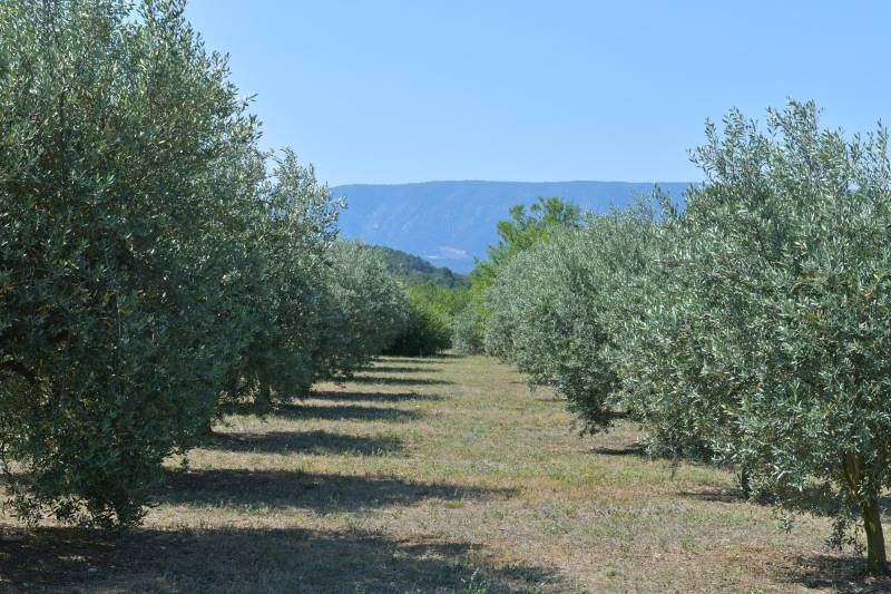 Authentic private stone hamlet with swimming pool and outbuildings set on 6 hectares of Provence in Gordes.