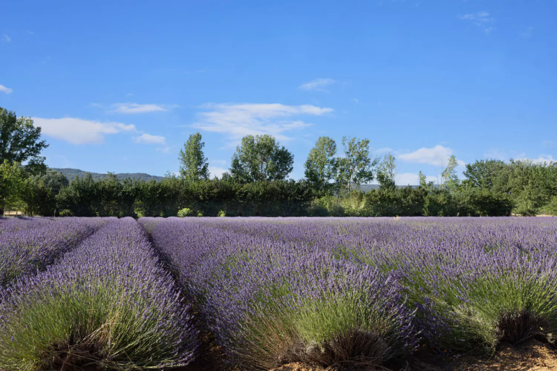 Lavender field