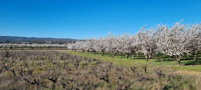 The almond tree, or the white promise of February