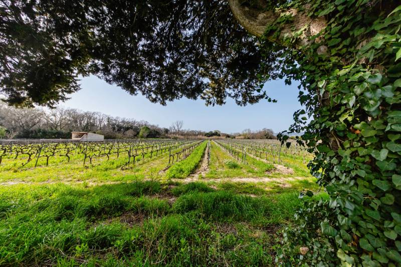 Vineyard views: Exceptional panorama of the surrounding vineyards from the estate.
