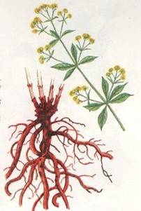Madder, the red gold of Vaucluse