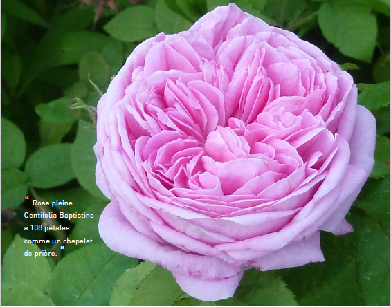 Renaissance of a Rose CENTIFOLIA : La Baptistine  - PERFUME from times past and rose of these days