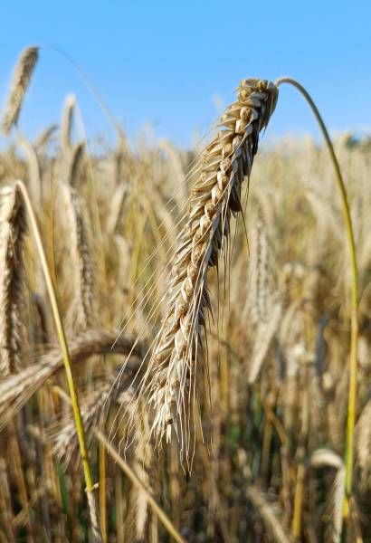 Spelt - ancient cereal
