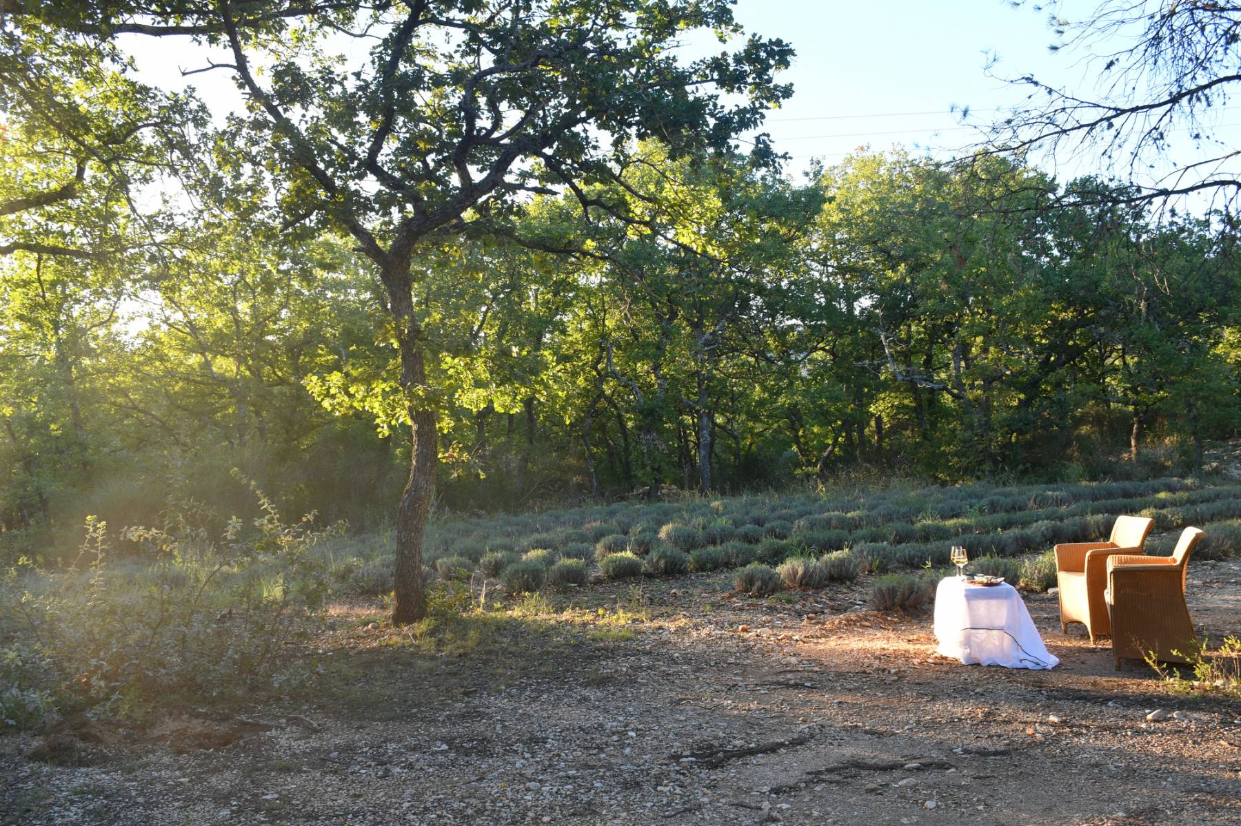 Lavender field