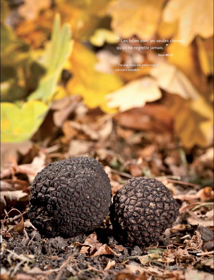 Tuber melanosporum Truffe noire