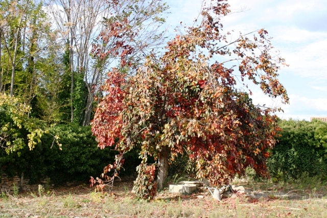 close to Gordes, nice buildable plot of about 1000 square meters with a south exposure