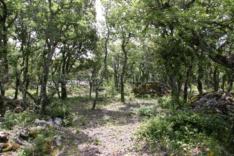 Beautiful plot close to Bonnieux, Luberon – Provence