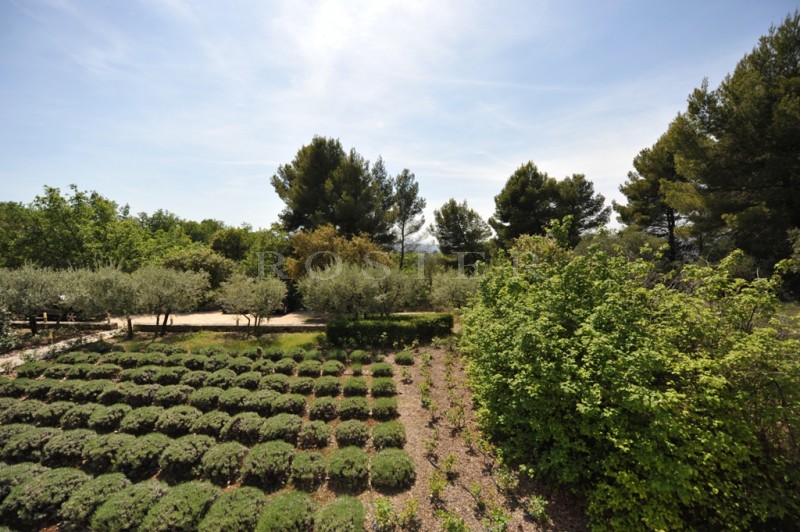 For sale, a magical place in the Luberon, a old farmhouse on 3 hectares grounds