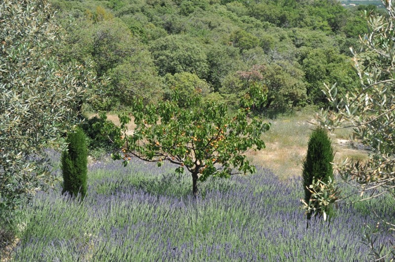 Provence, Luberon, in the hills above Gordes, for sale, superb prestigious property on 2 hectares of land, swimming pool, tennis, views over the Luberon mountains and valley