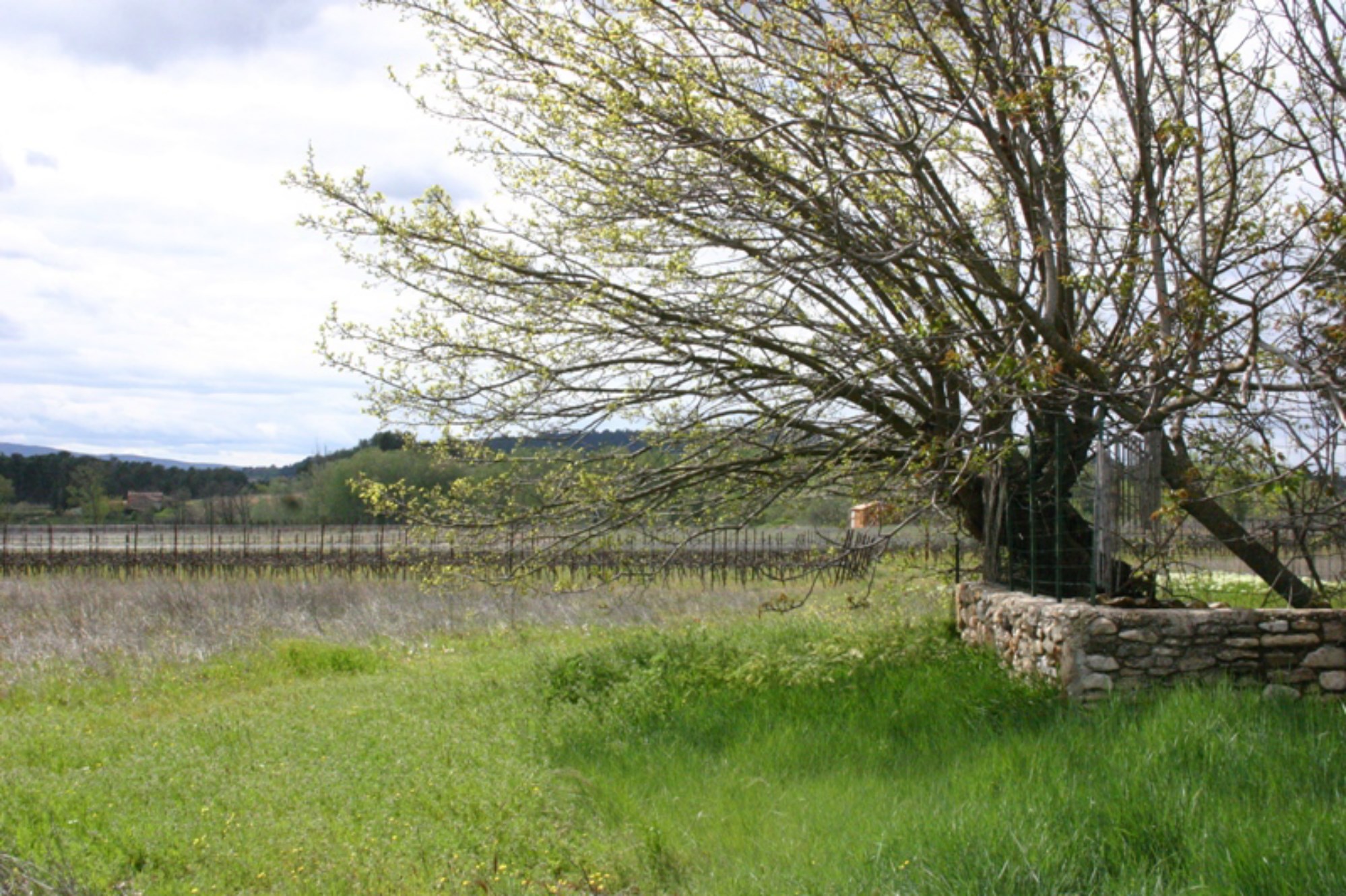 In the heart of the Luberon valley, for sale, old original shaped farmhouse to be renovated