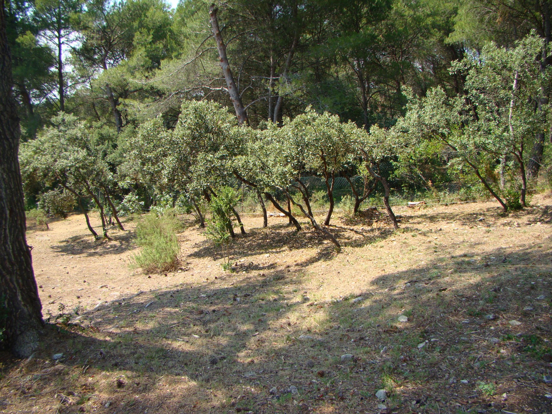 For sale on the Luberon, large stone house on a park of an hectare and swimming pool