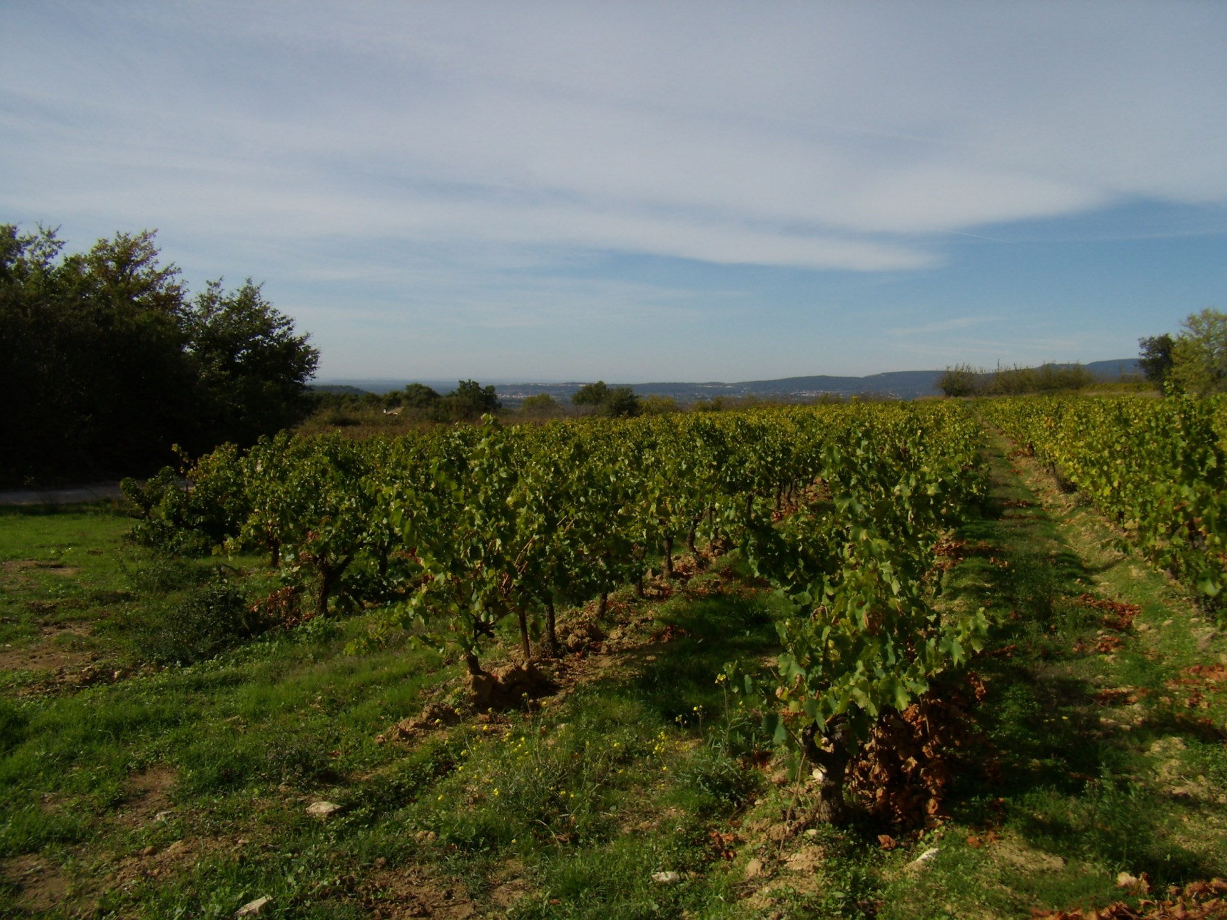 For sale in Luberon, very pleasant stone house, landscaped garden of 2500 m² with swimming pool