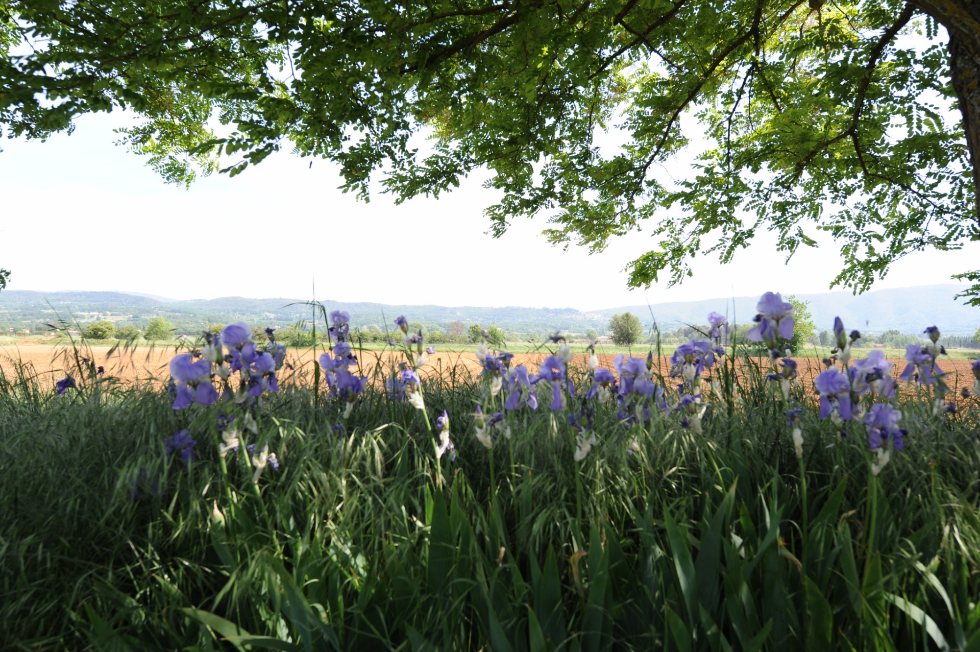 For sale in the Park of Luberon, provençal farmhouse to renovate, with garden and swimming pool
