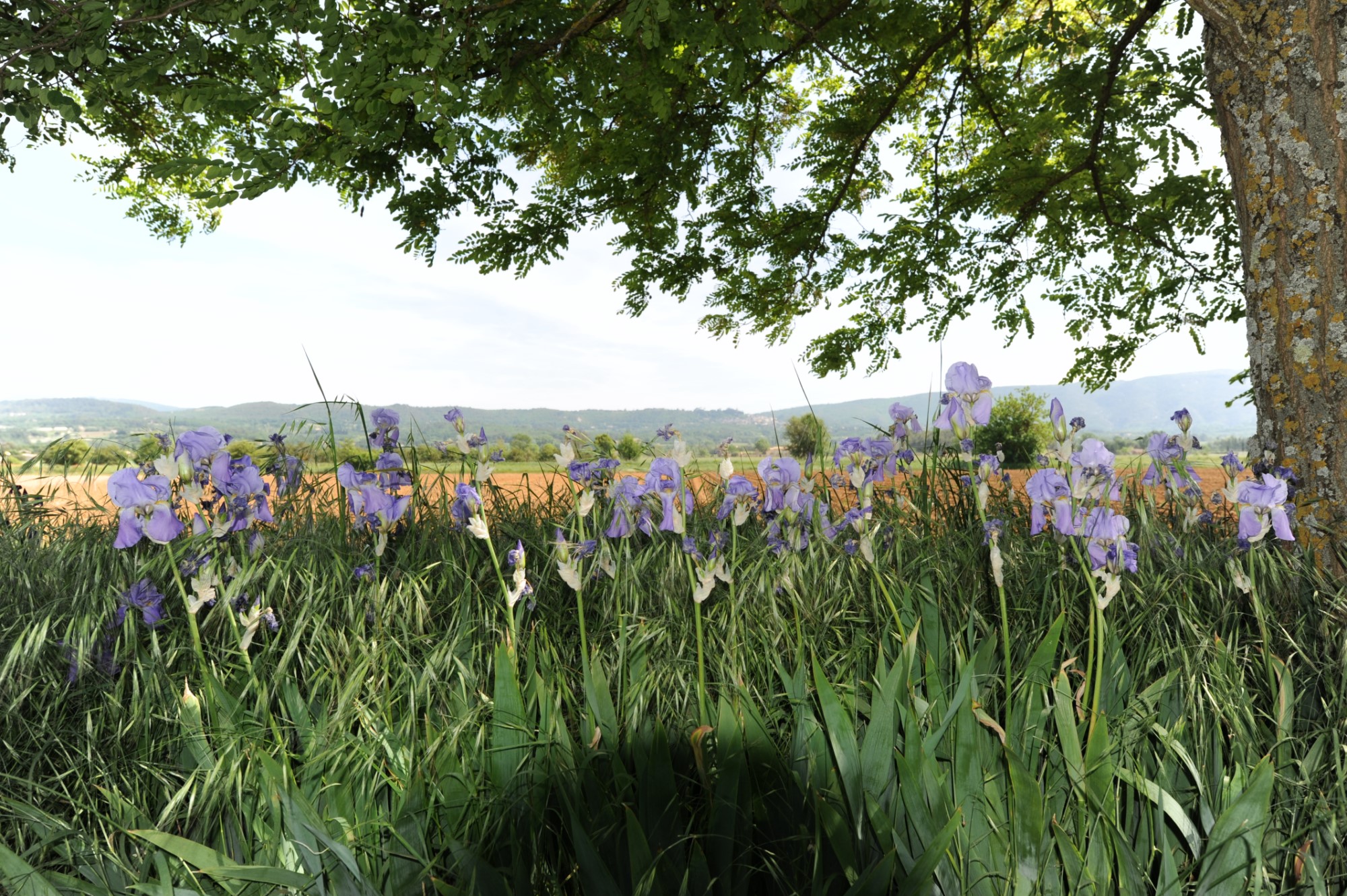 For sale in the Park of Luberon, provençal farmhouse to renovate, with garden and swimming pool