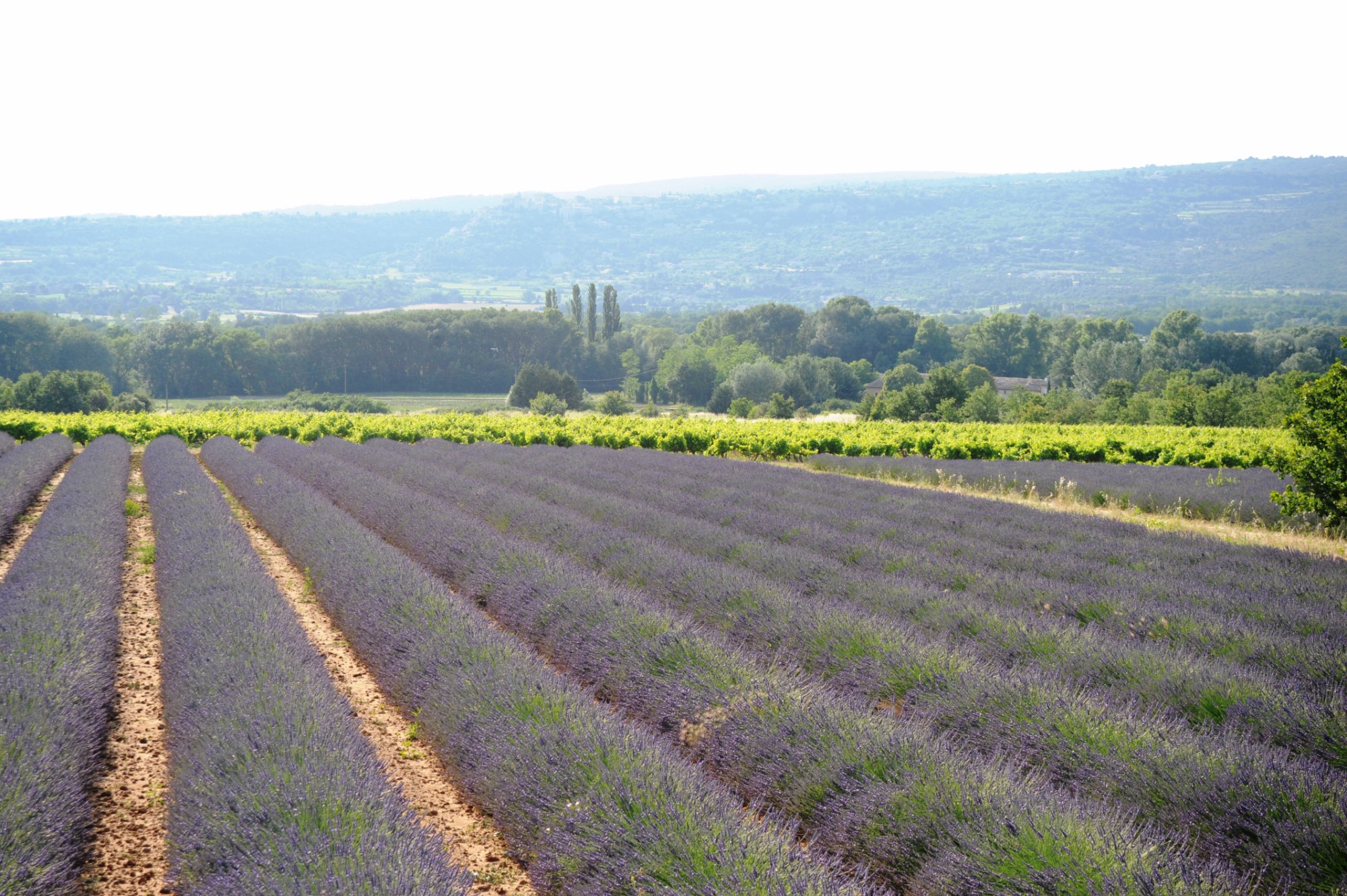 XVIIIth century farmhouse close to Gordes in the Luberon, on more than 2.2 hectares (6 acres) of land for sale