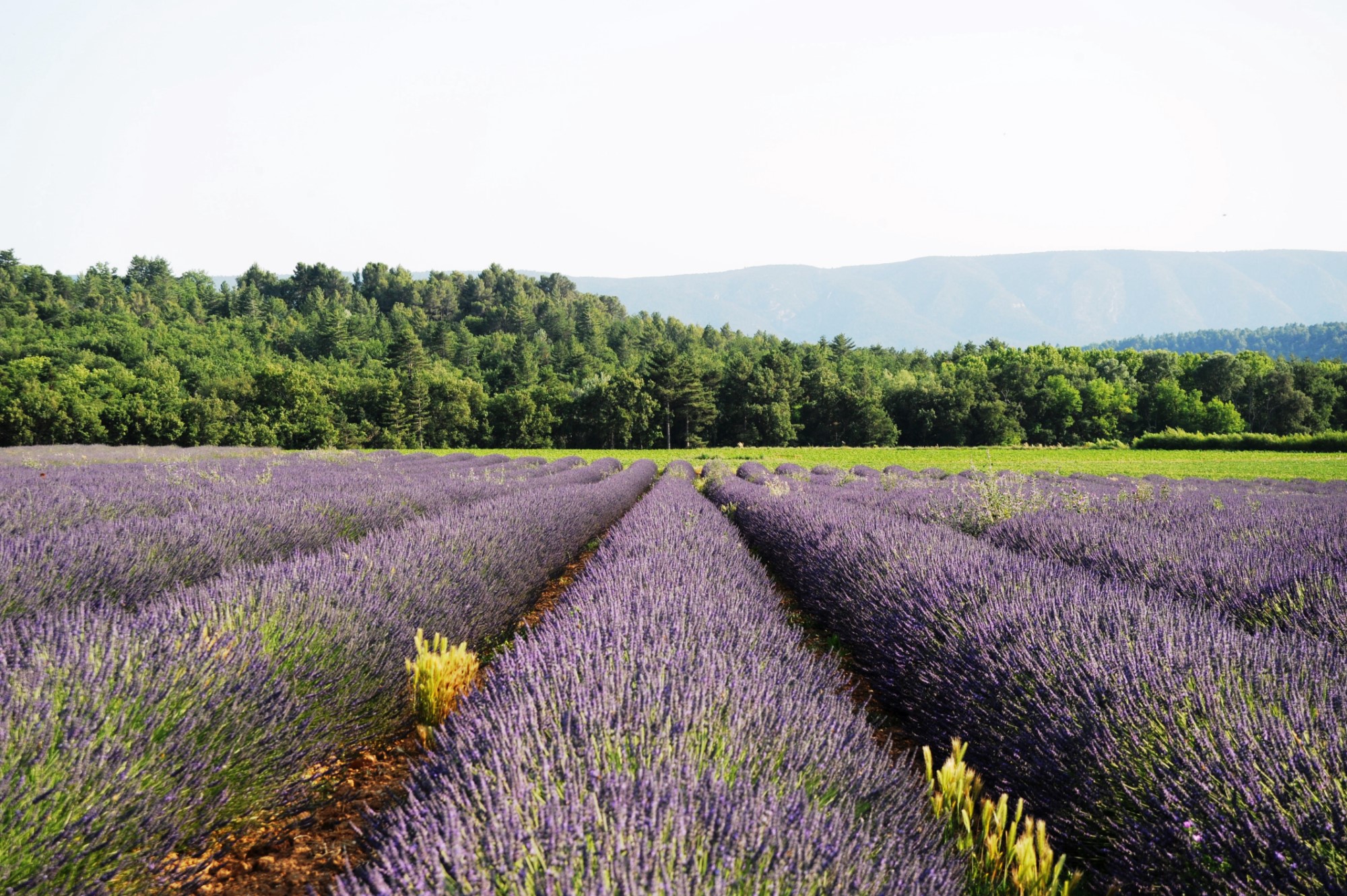 XVIIIth century farmhouse close to Gordes in the Luberon, on more than 2.2 hectares (6 acres) of land for sale