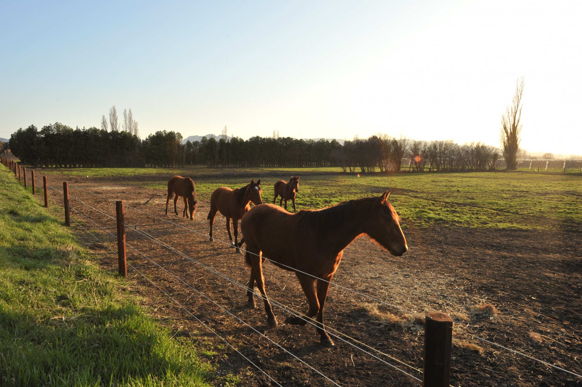 Propriété équestre à vendre dans les Alpilles