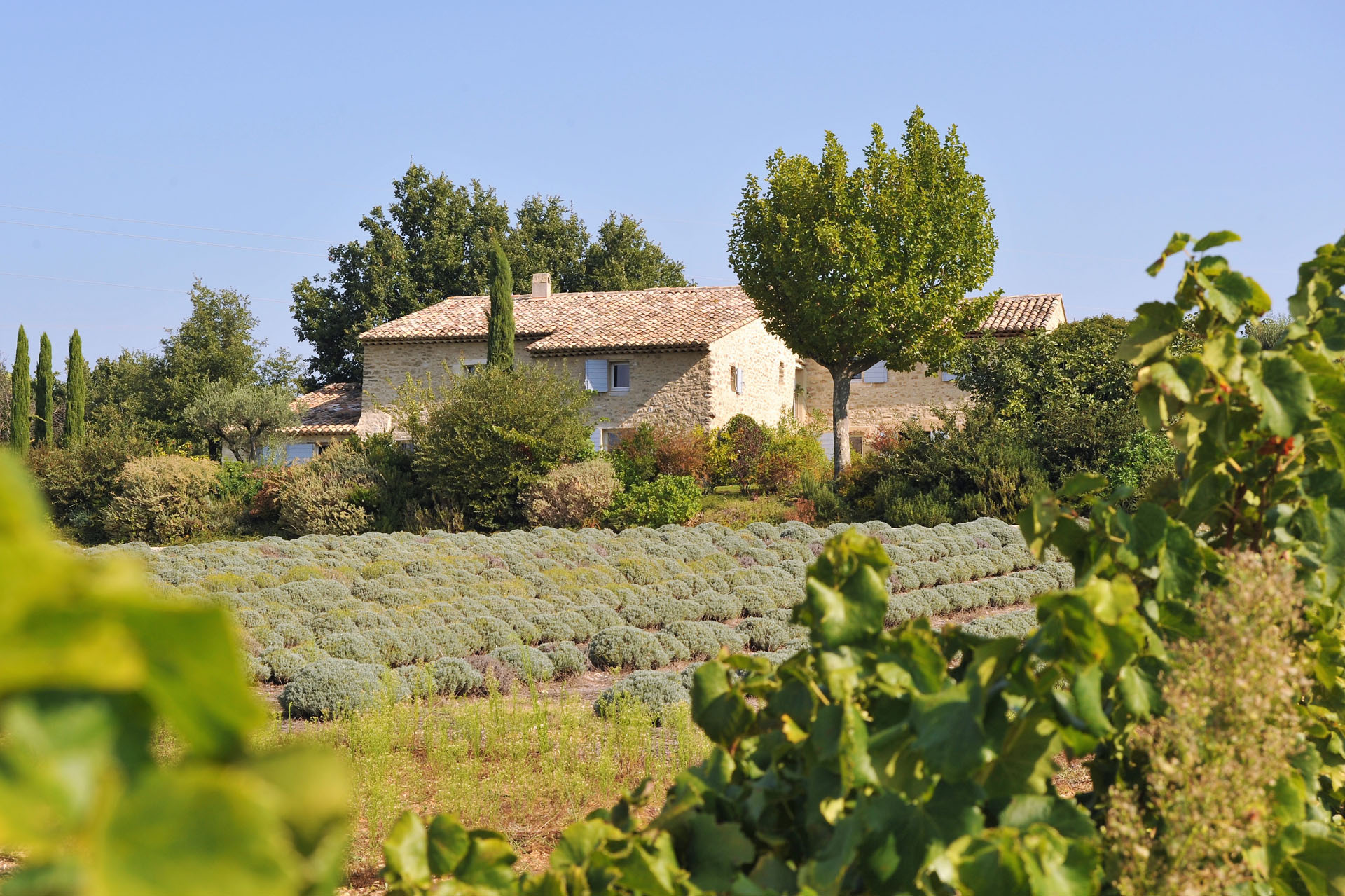 To rent for your holidays in Provence, near Oppede in Luberon, authentic XVIIIth century farmhouse tastefully renovated for successful holidays in Provence